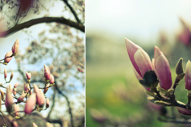 magnolie, magnolienbaum, blüten