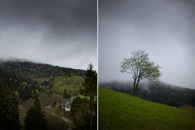 schwarzwald, black forest, frühling, spring
